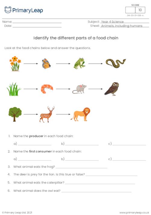 complete the food chains worksheet