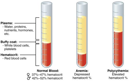 composition of blood worksheet