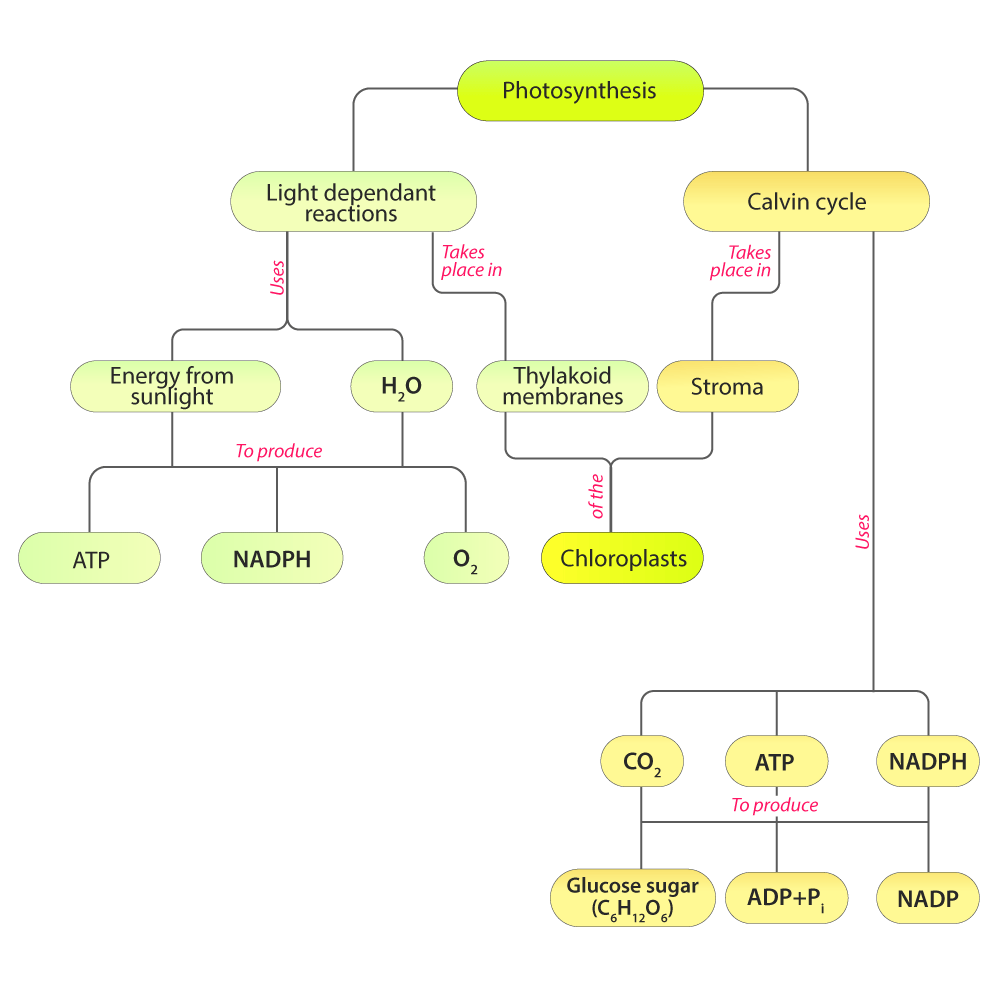 concept mapping skills worksheet answers