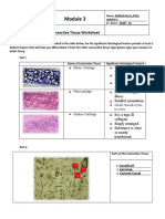 Connective Tissue Laboratory Worksheet | PDF