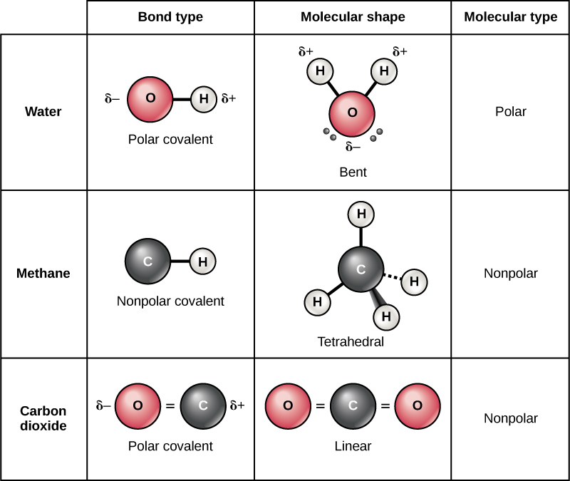 Covalent Bonds | Biology for Majors I