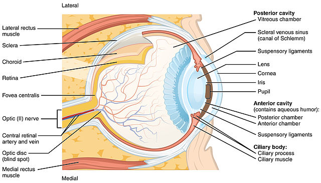 cow eye dissection worksheet answer key