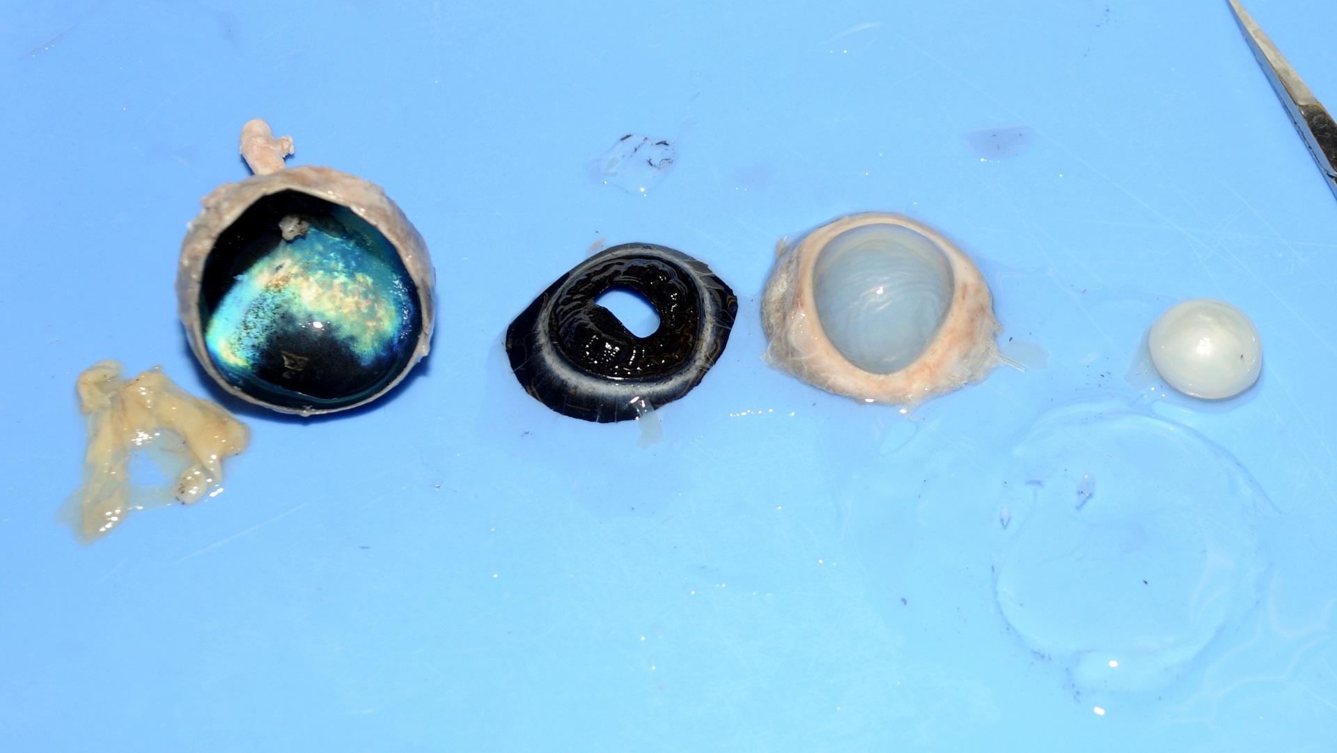 Dissection 101 Detailed Cow Eye Dissection Video Part 2 Of 2 