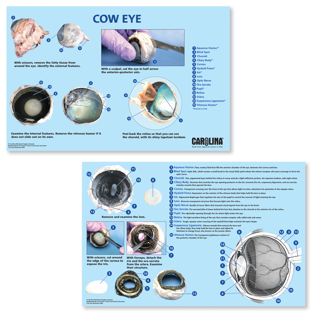 Free cow eye dissection worksheet answer key, Download Free cow eye