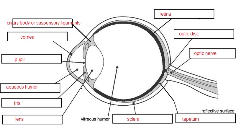 cow eye dissection worksheet answers