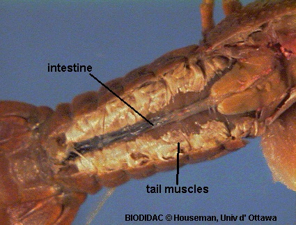 crayfish dissection