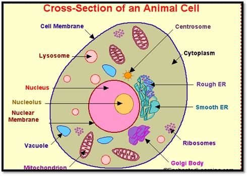 cross section of an animal cell worksheet