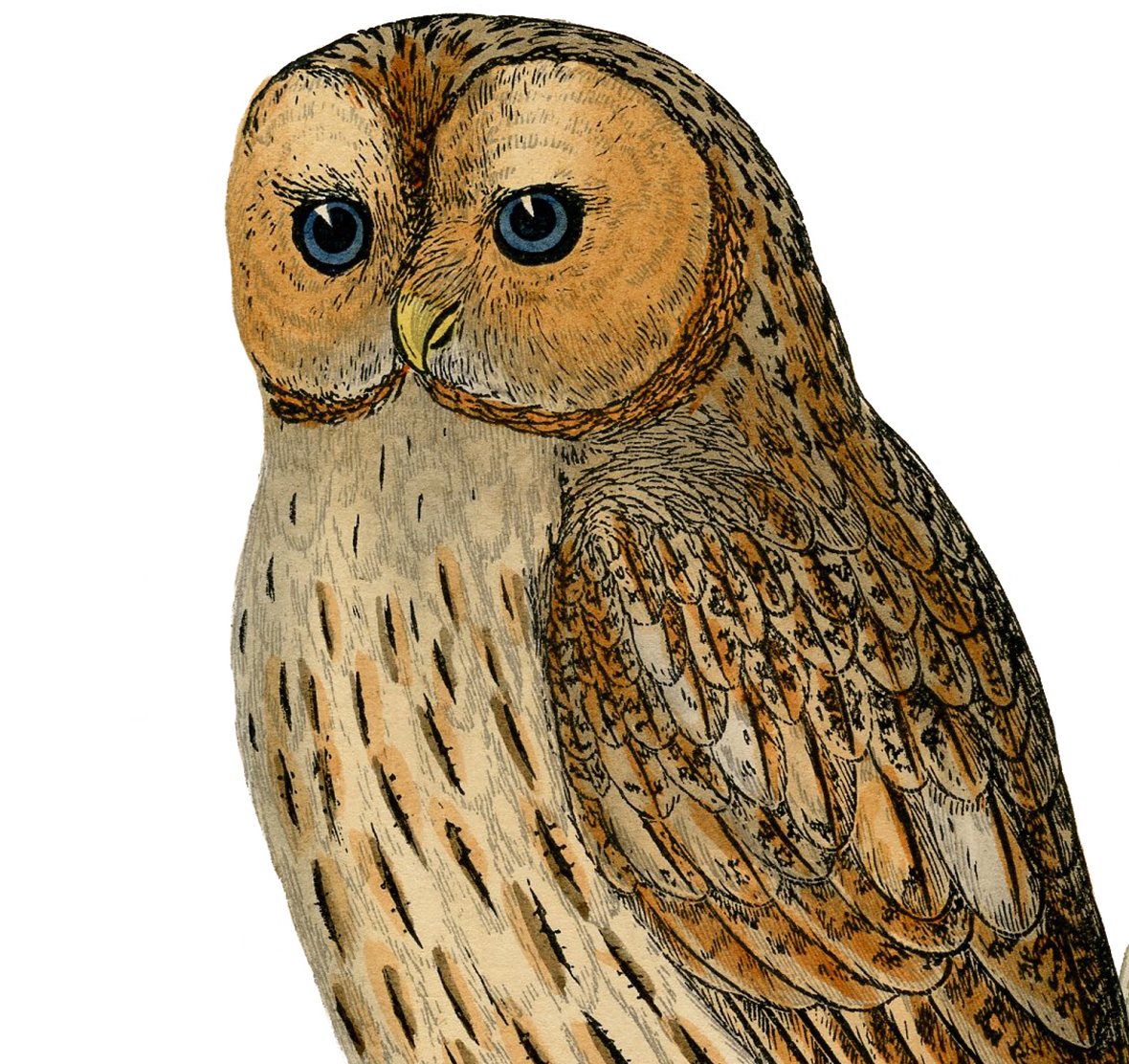 Cute Owl | Printable Wall Art - Wallango