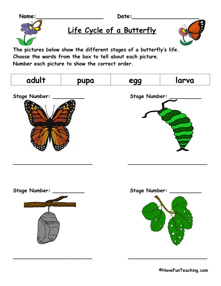 Life Cycle of a Butterfly coloring page | Free Printable Coloring ...