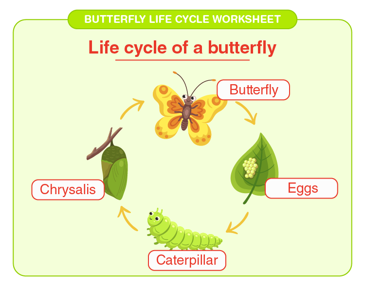 Butterfly Printables for Primary School - SparkleBox