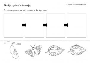 Butterfly Life Cycle Worksheet