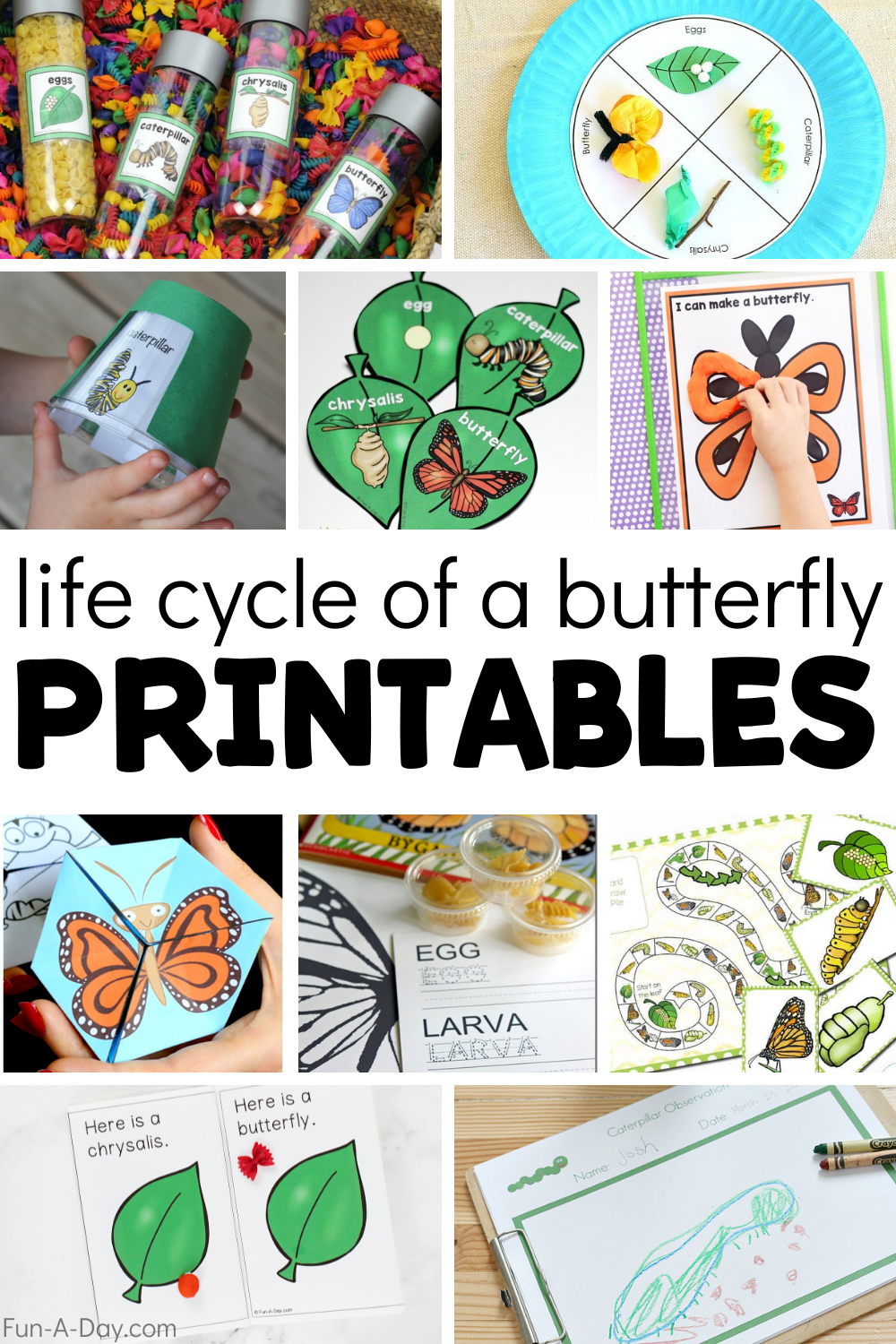 cycle of a butterfly worksheet