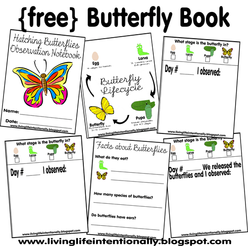 cycle of a butterfly worksheet