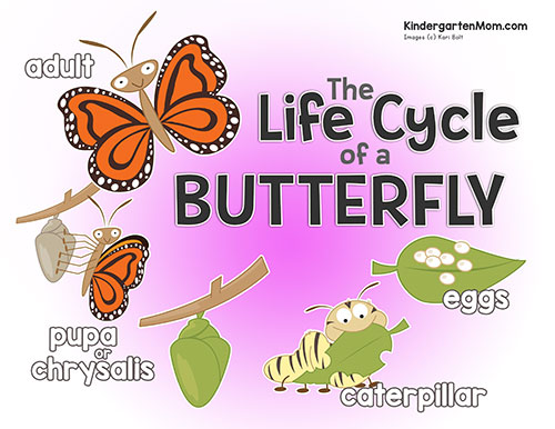 cycle of a butterfly worksheet