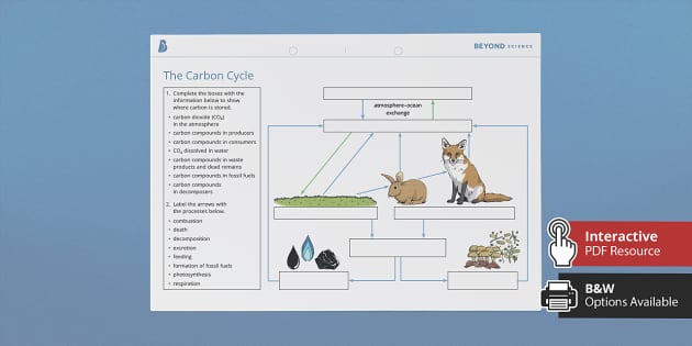 KS3 Carbon Cycle Homework Worksheet / Worksheet - Twinkl
