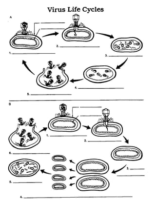 Virus life cycles worksheet diagram | PDF