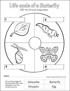 Life cycle worksheets for preschools