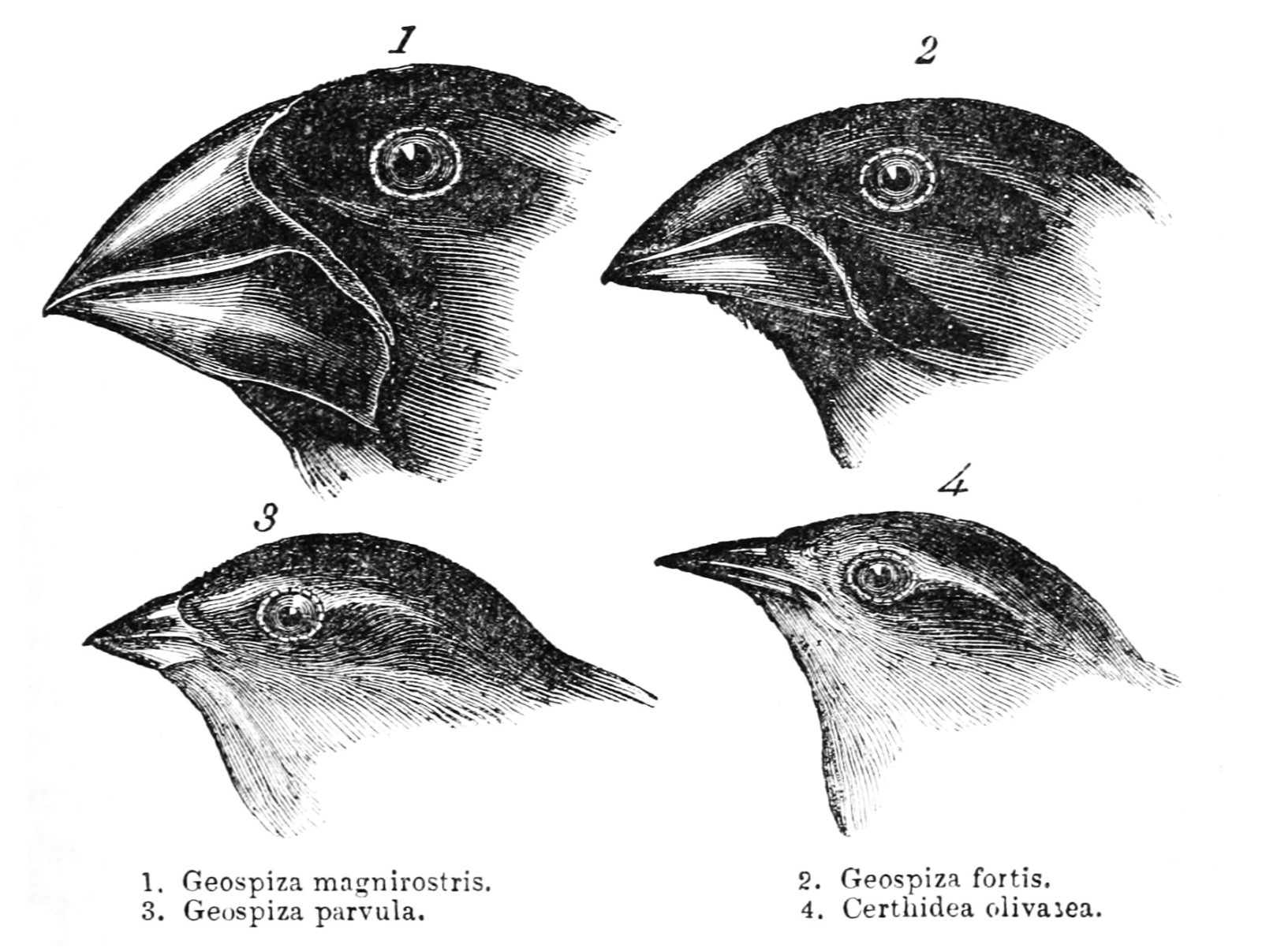 Darwins Finches - EcoReach - Odum School of Ecology