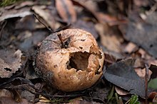 Decomposition - Wikipedia