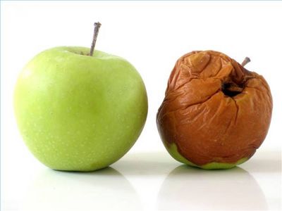 How long does it take to decompose? - Smart Salad