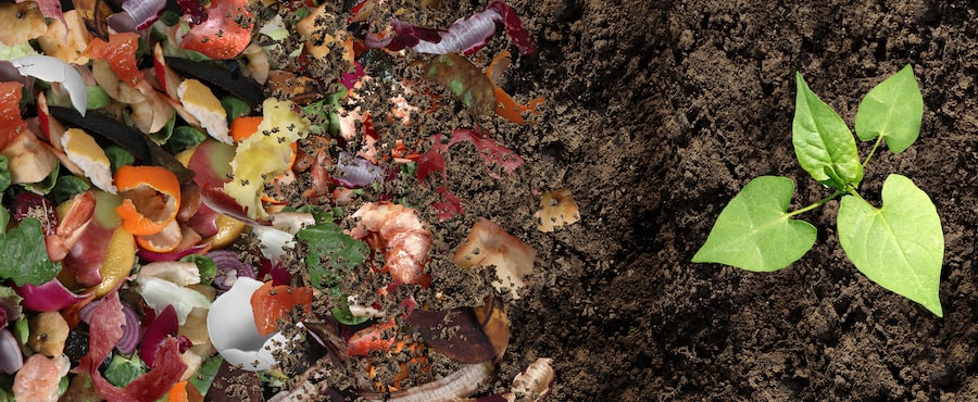 How Long Does it Take to Decompose? | Twin Enviro