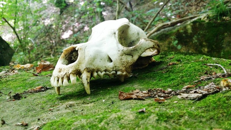 How do animal bones decompose? - BBC Science Focus Magazine