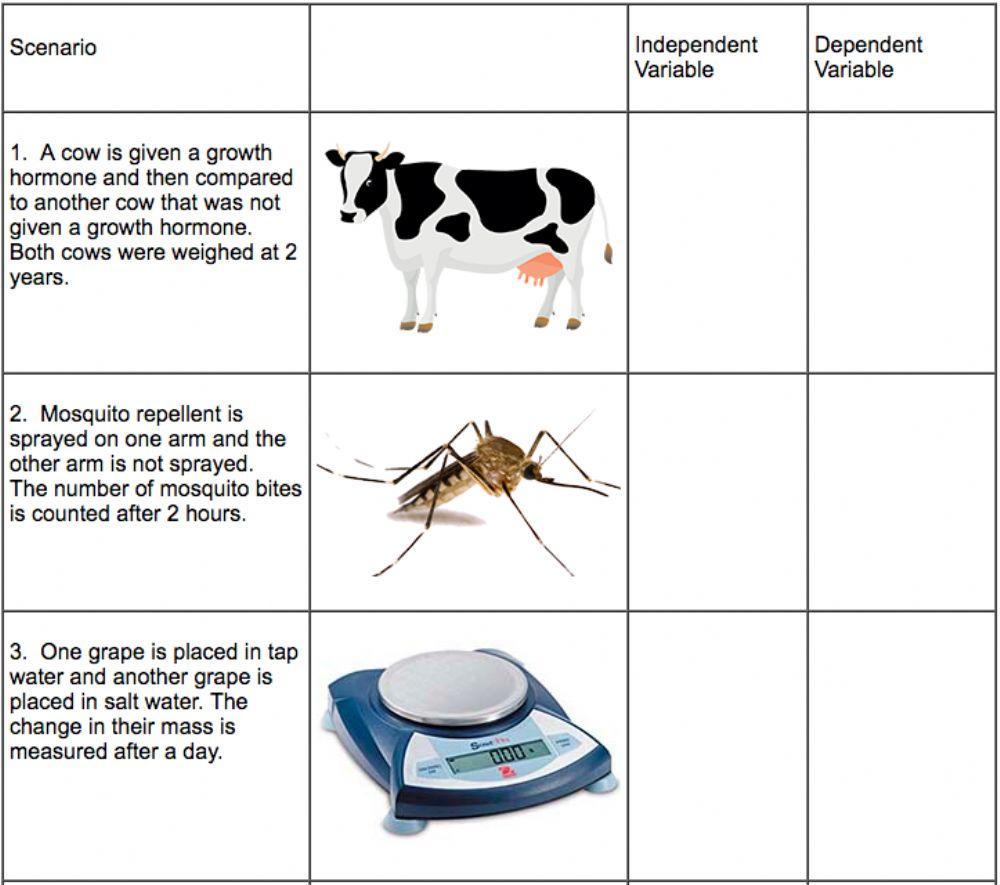 dependent and independent variables worksheet for middle school