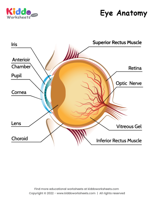 diagram of the eye worksheet