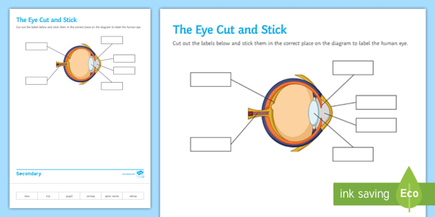 diagram of the eye worksheet