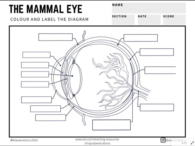 diagram of the eye worksheet