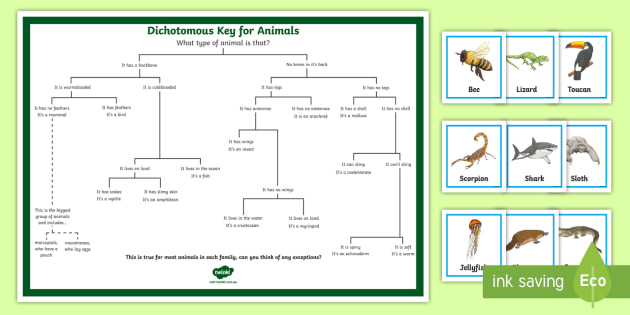 Dichotomous Key for Animals Matching Game (teacher made)