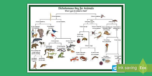 Dichotomous Key Animals Worksheet (teacher made) - Twinkl
