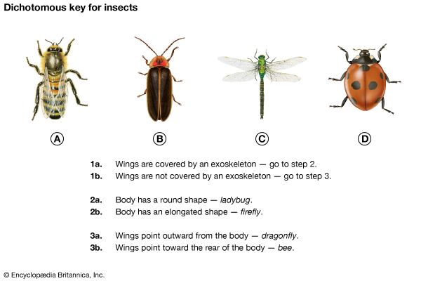 dichotomous key worksheet middle school