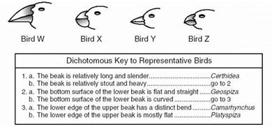Dichotomous Keys | Grade 11 University Biology
