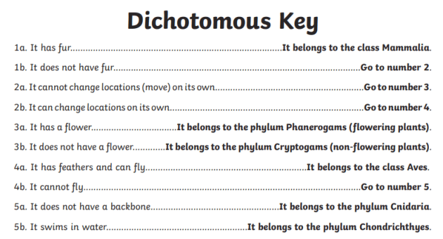 What is a Dichotomous Key? - Answered - Twinkl Teaching Wiki