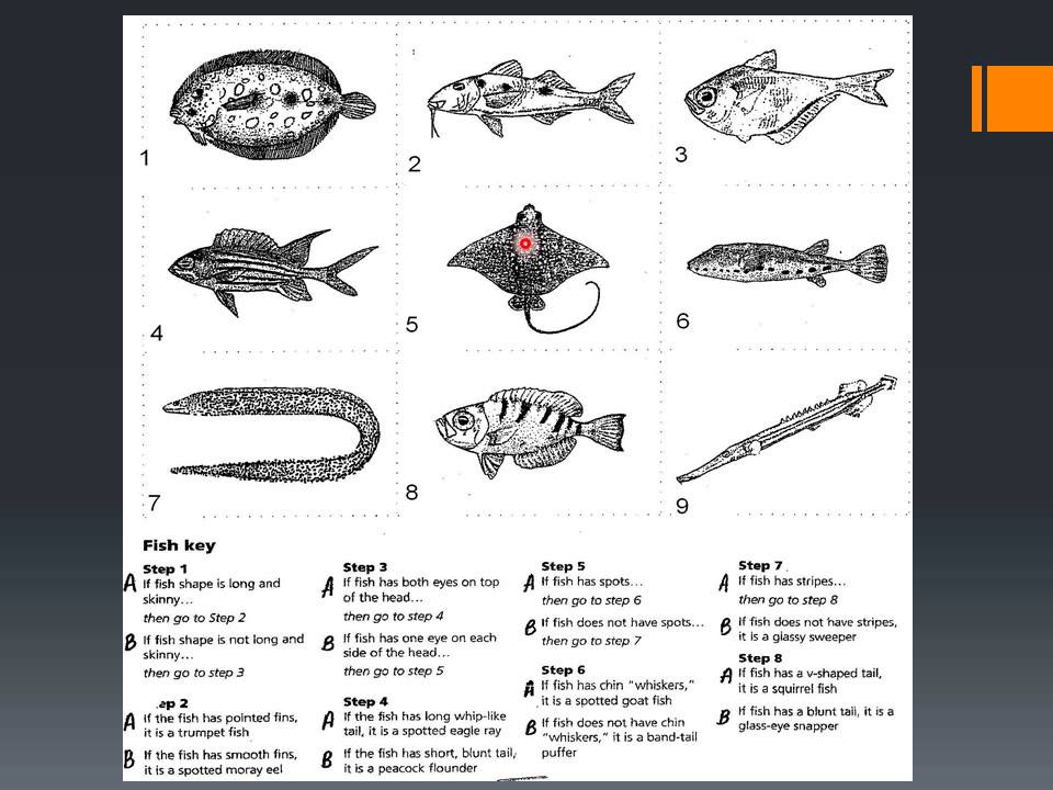 Dichotomous Keys USE