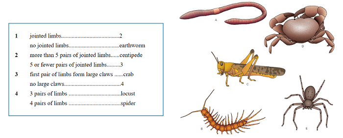 Biology Notes for IGCSE 2014 &  2024: 1.4. Dichotomous keys