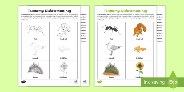Taxonomy Dichotomous Key Worksheet (teacher made) - Twinkl