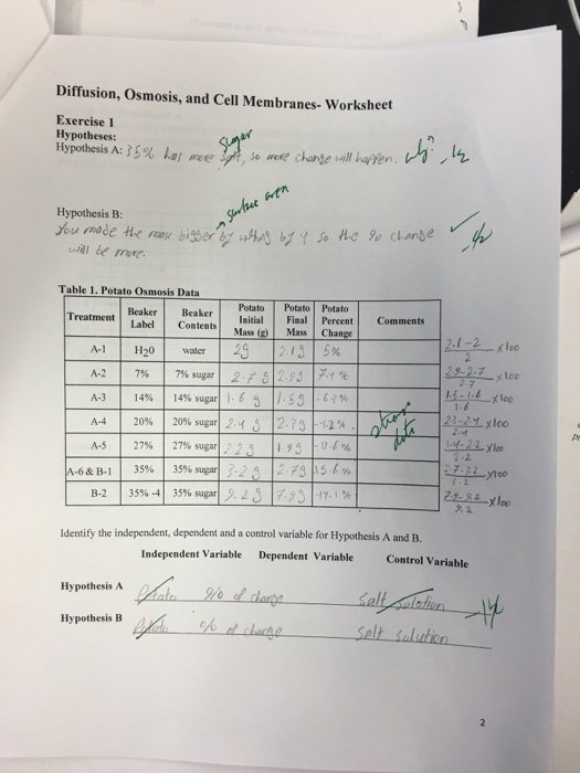 Solved Diffusion, Osmosis, and Cell Membranes- Worksheet | Chegg.com