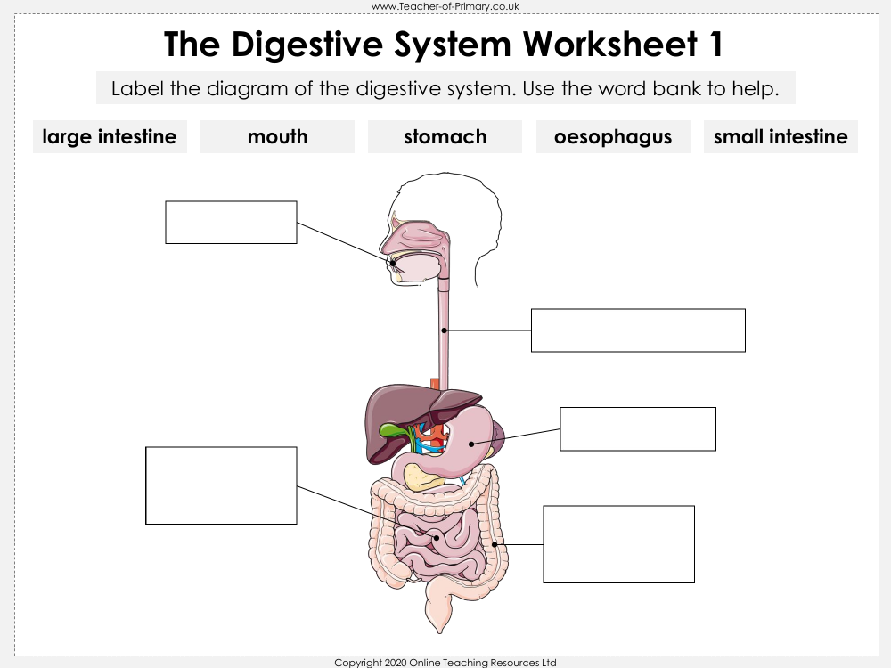 The Digestive System - Worksheet | Science Year 4