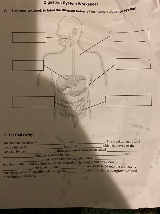 digestion diagram worksheet