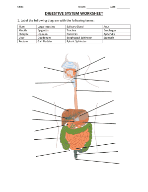 Digestive System Worksheet Pdf - Fill and Sign Printable Template ...
