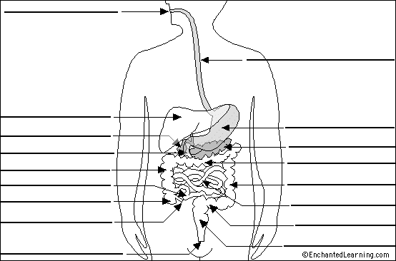 Label Digestive System Diagram Printout - EnchantedLearning.com