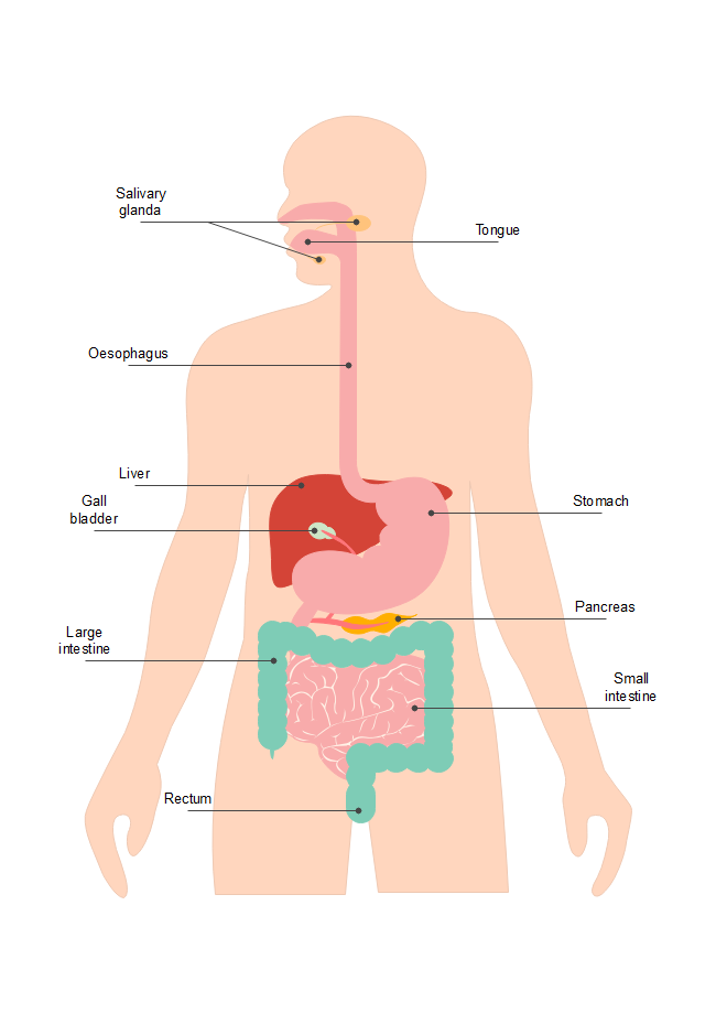 digestion diagram worksheet