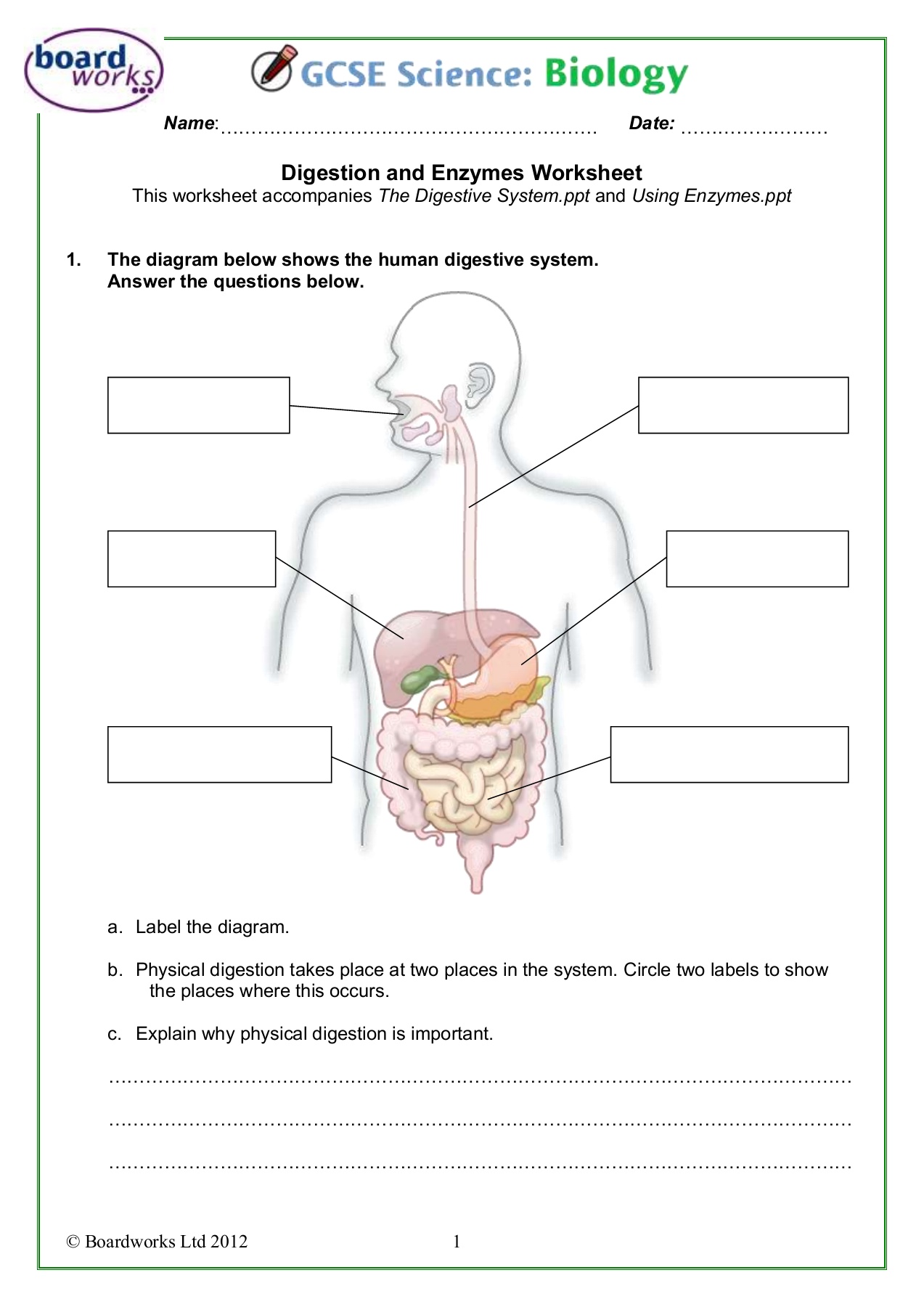 digestion diagram worksheet
