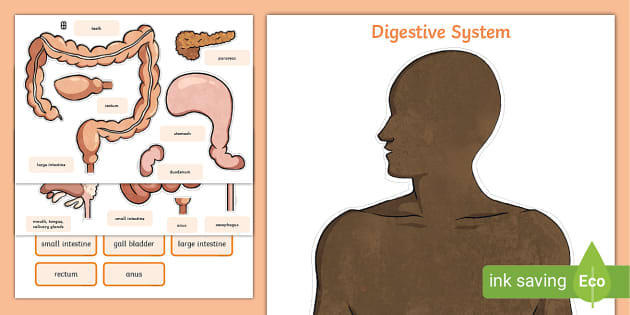 Digestive System Worksheet Cut-Outs | Science Resources