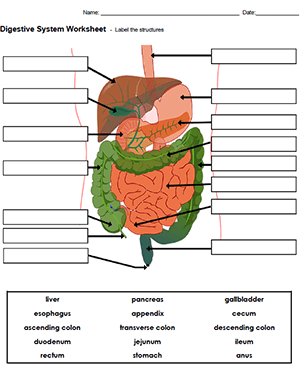 digestive system for kids worksheet