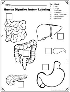 digestive system for kids worksheet