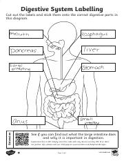 digestive system labeling worksheet