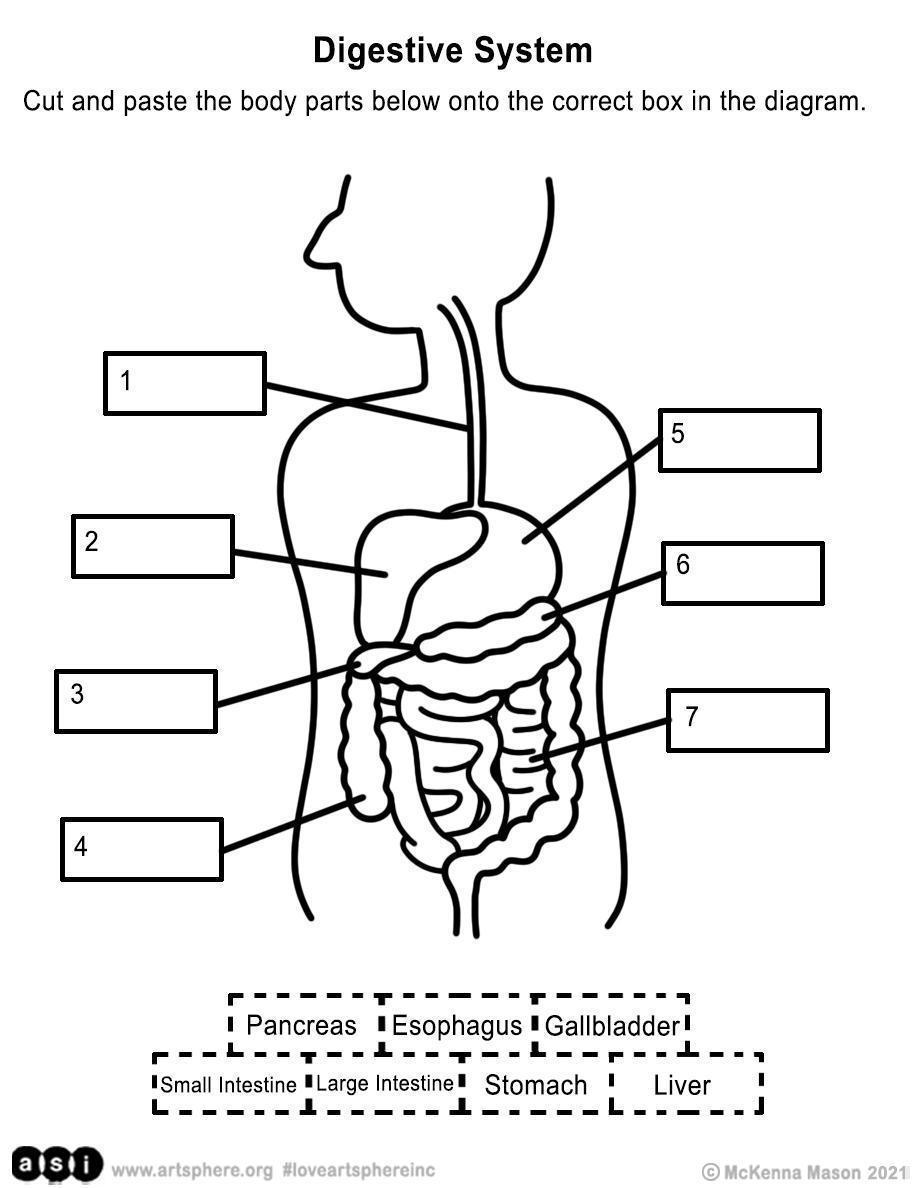 Digestive System Handout | Art Sphere Inc. - Worksheets Library